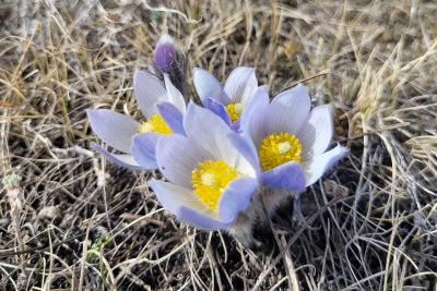 Close-up of prairie crocuses with bright yellow centers growing among dry grass.