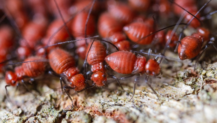 common pests in phoenix