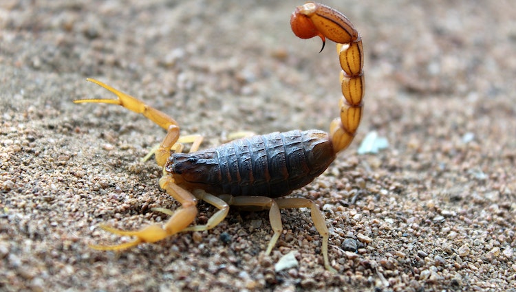 The Ultimate Guide to Common Pests in Phoenix (Desert Dwellers)