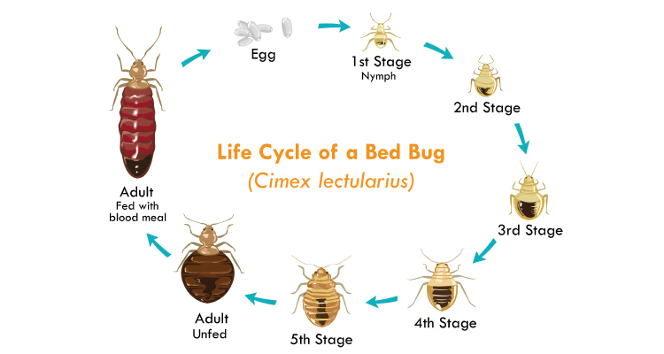 Identifying Bed Bug Infestations in Arizona Homes (Immediately)