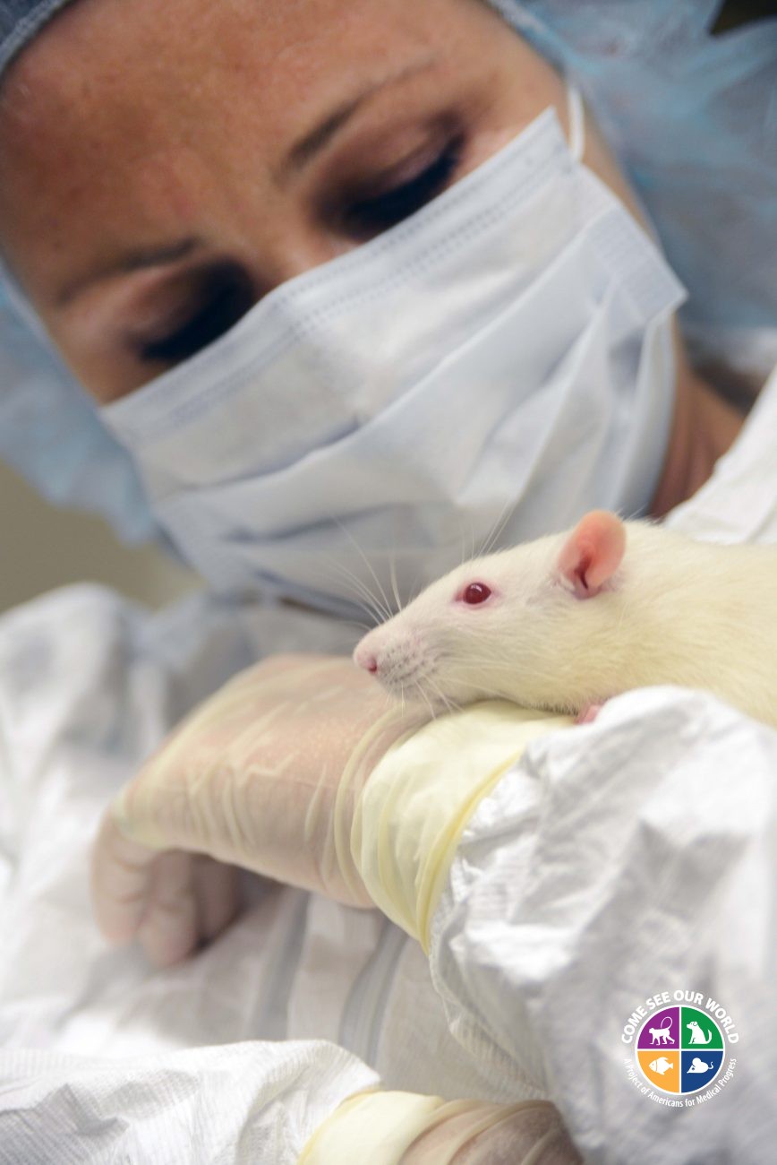 Masked technician holding Twirl, a rat from a training colony that helps researchers learn to handle rats humanely