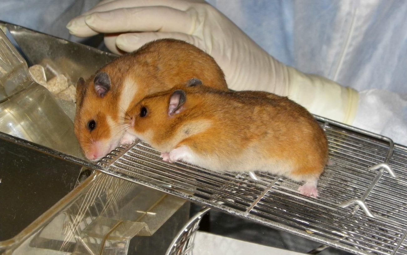 Gloved hand gently handling two hamsters on a cage lid