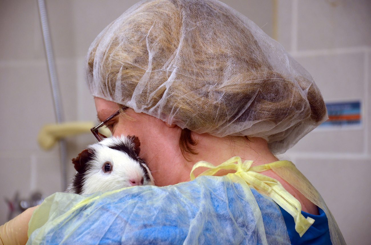 Caretaker in a hairnet and gown hugging a guinea pig