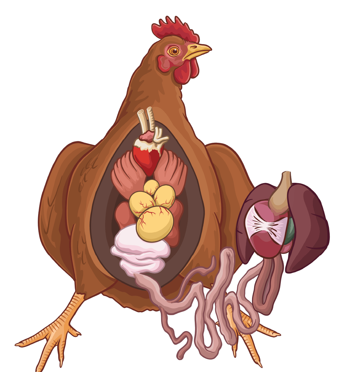 Necropsy illustration of a hen