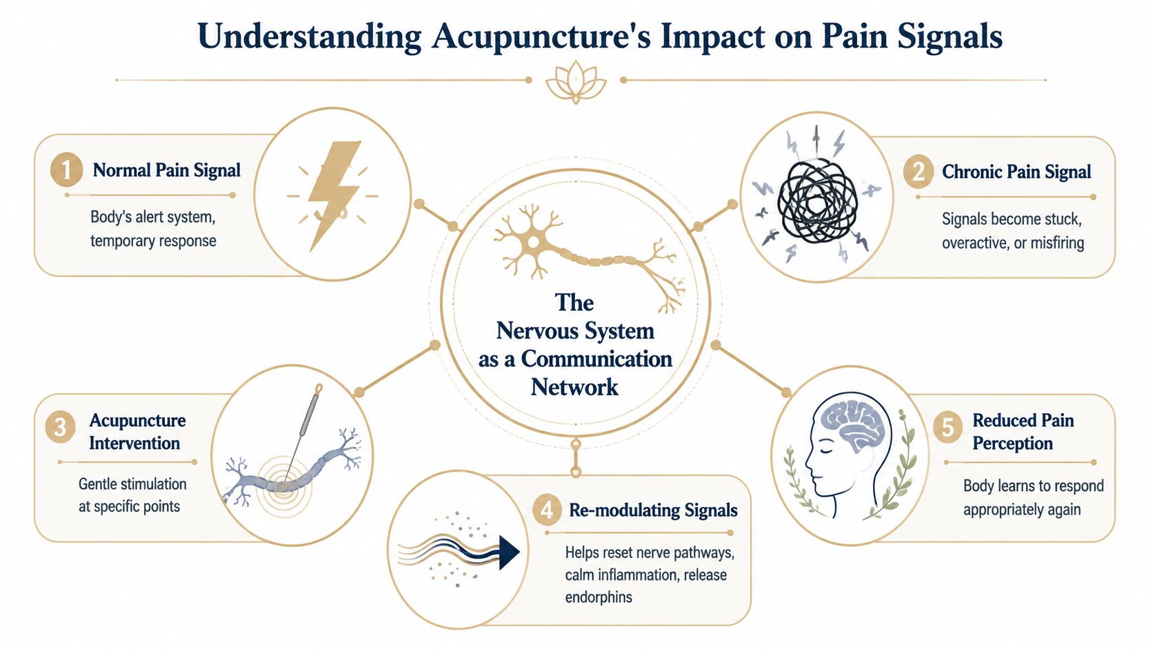 A diagram illustrating how acupuncture therapy helps reset nerve pathways and reduce chronic pain perception in humans.