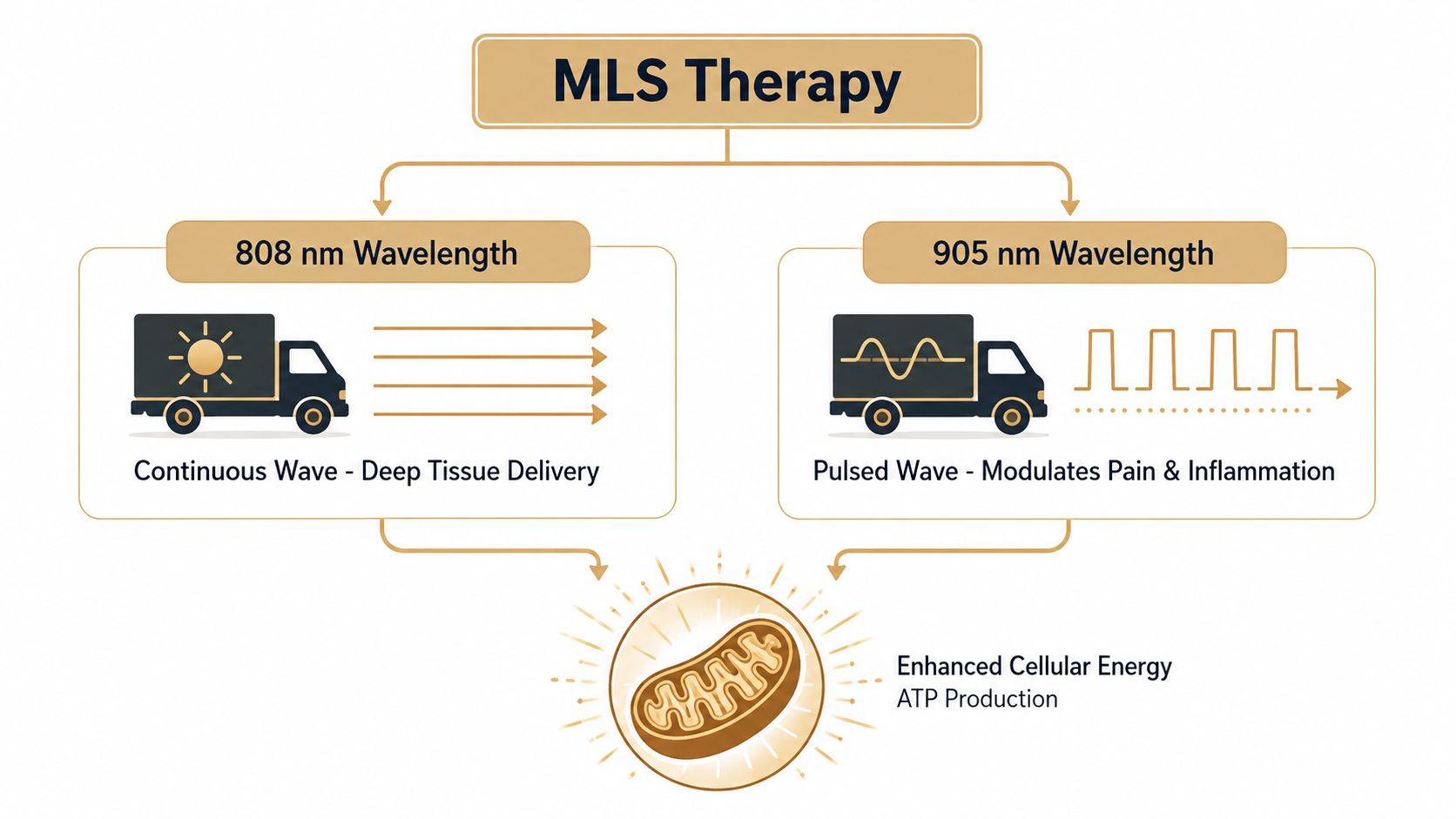 A diagram illustrating MLS laser therapy using 808 nm continuous and 905 nm pulsed waves for cellular energy.