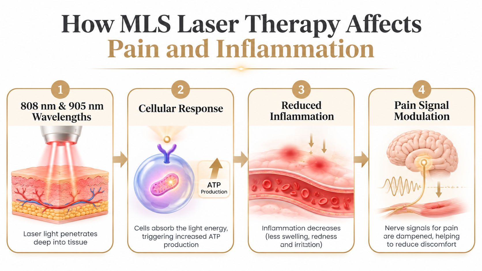 An infographic detailing the four steps of how MLS laser therapy reduces pain and inflammation in tissues.
