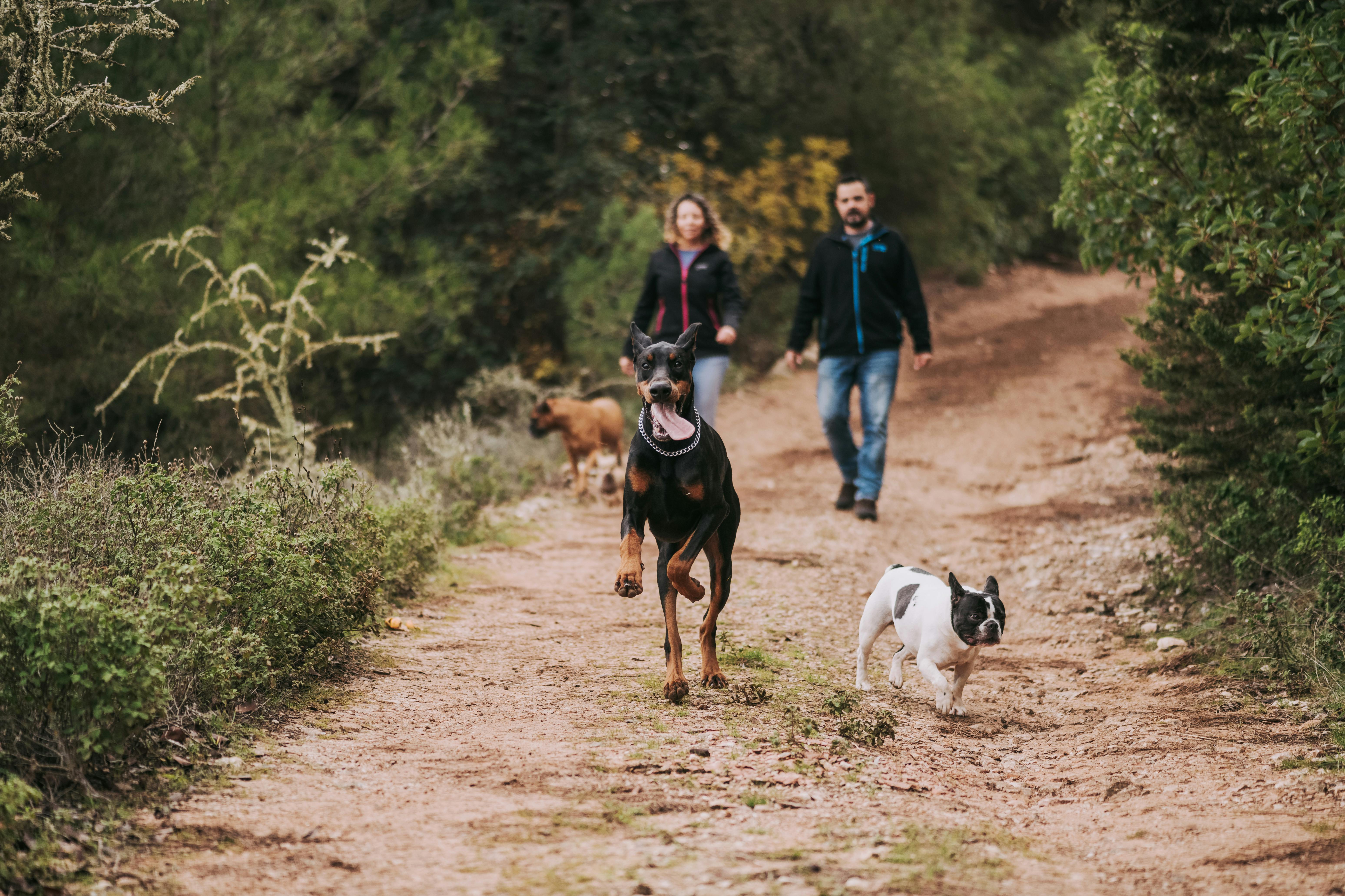 Dogs running on a forest trail in Mont-Tremblant with owners walking behind