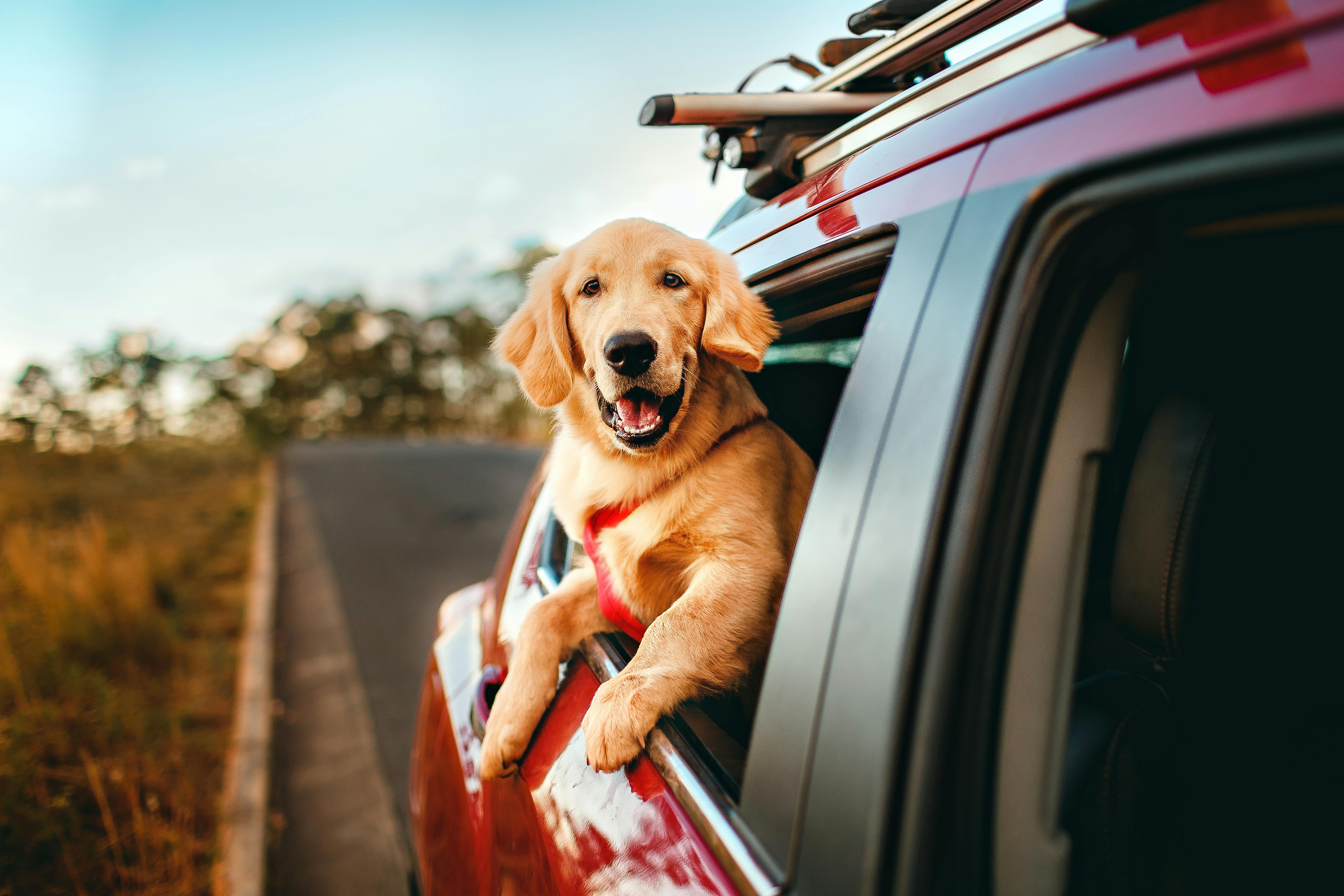 Dog-traveling-by-car-in-holidays-at-Mont-Tremblant