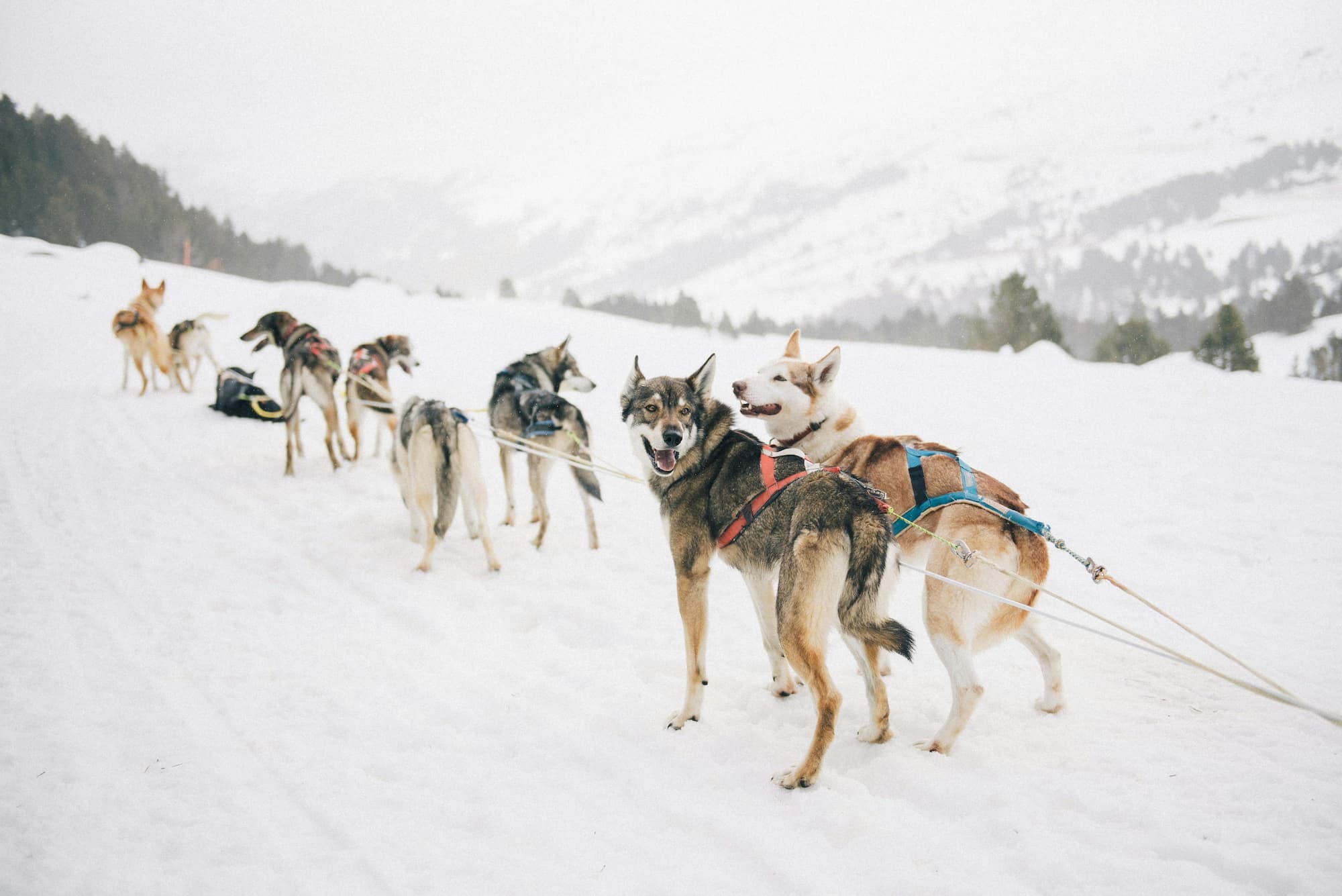 Dogsledding in Mont-Trembant, activities in the city