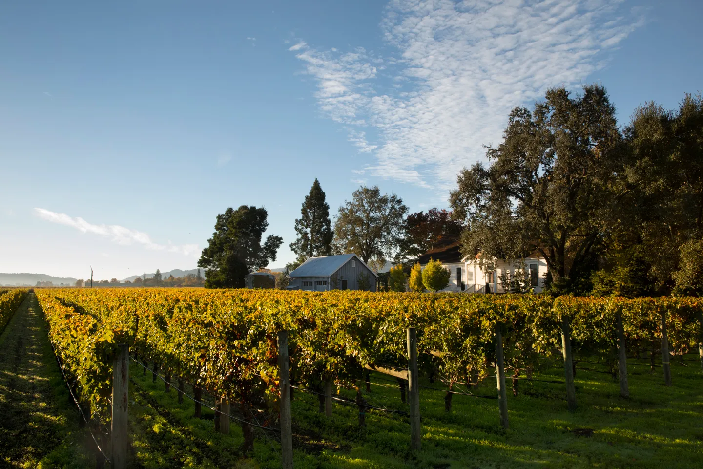 Rancho Caymus Vineyards