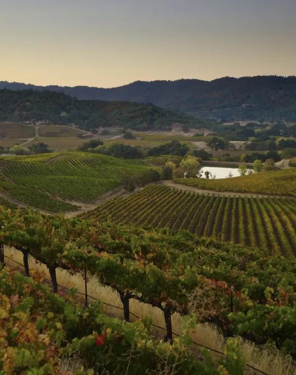 Rancho Caymus Vineyards Aerial