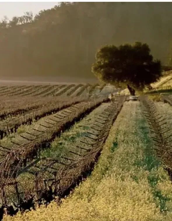 Rancho Caymus Vineyards close up