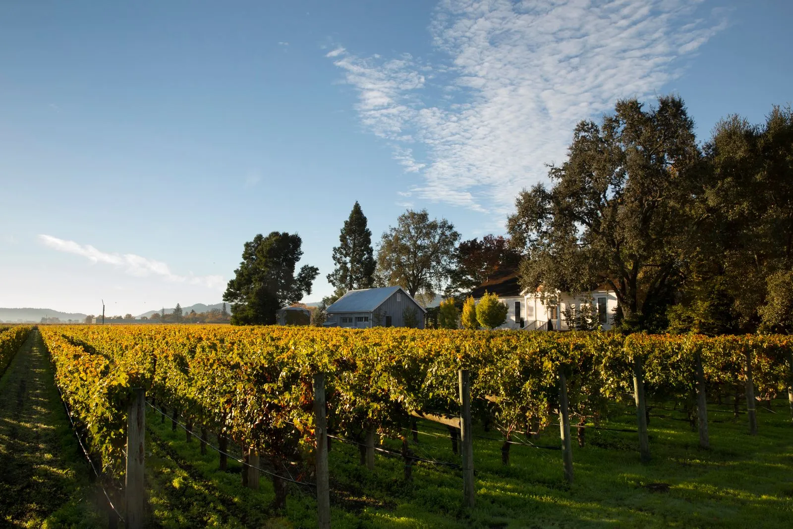 Rancho Caymus Winery Field