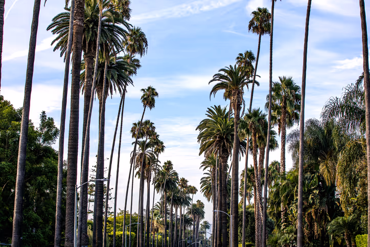 Los Angeles Palm Trees