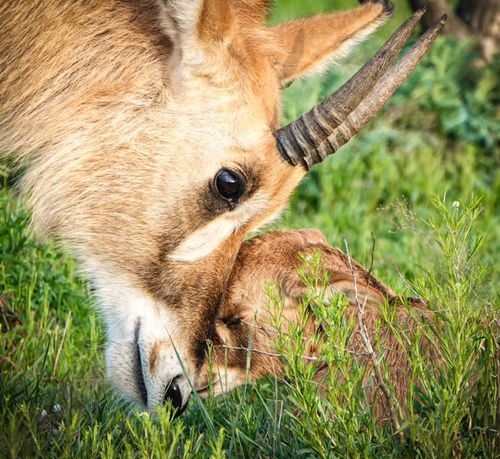 A mother exotic livestock nuzzles a baby exotic livestock