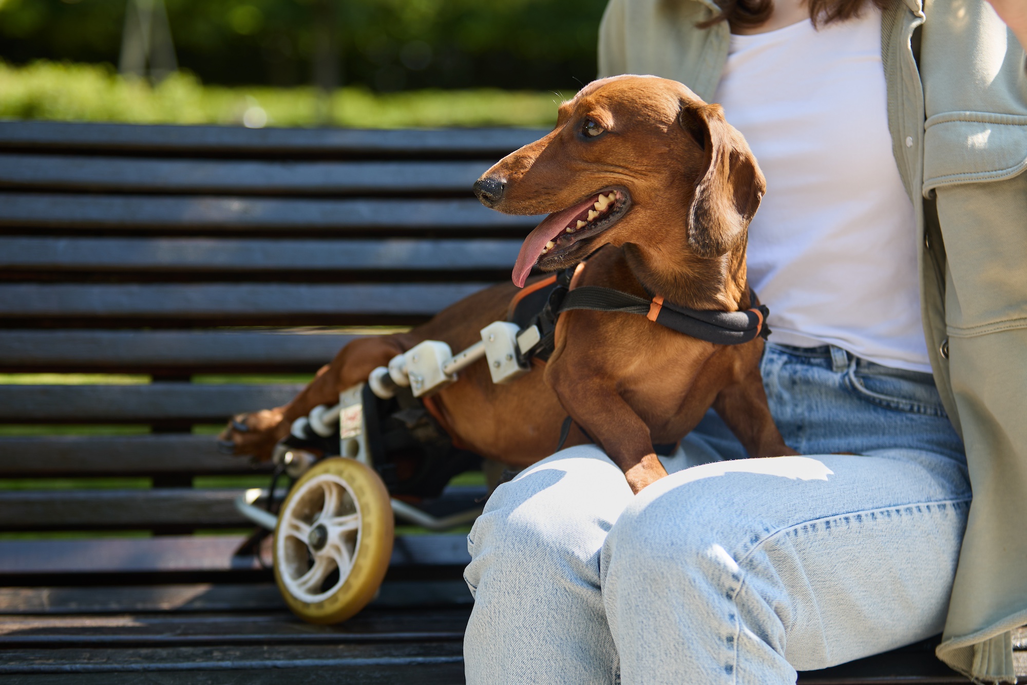 Senior dog resting with a caregiver
