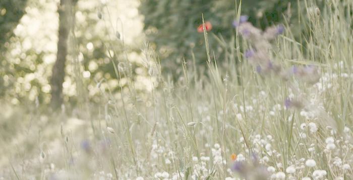 White umbels standing above tall meadow grass