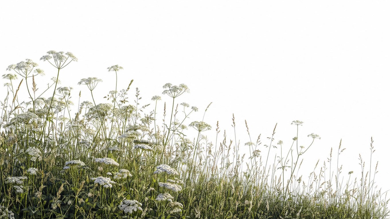 Cow parsley and seed heads standing against a high, pale sky