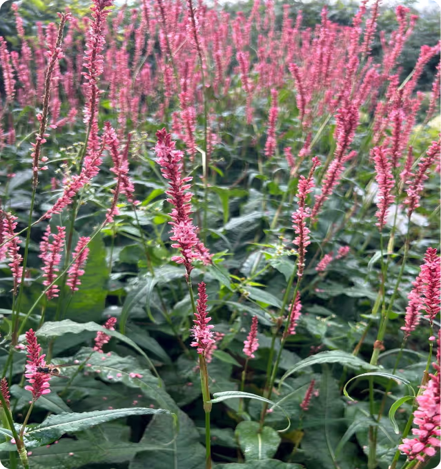 Persicaria