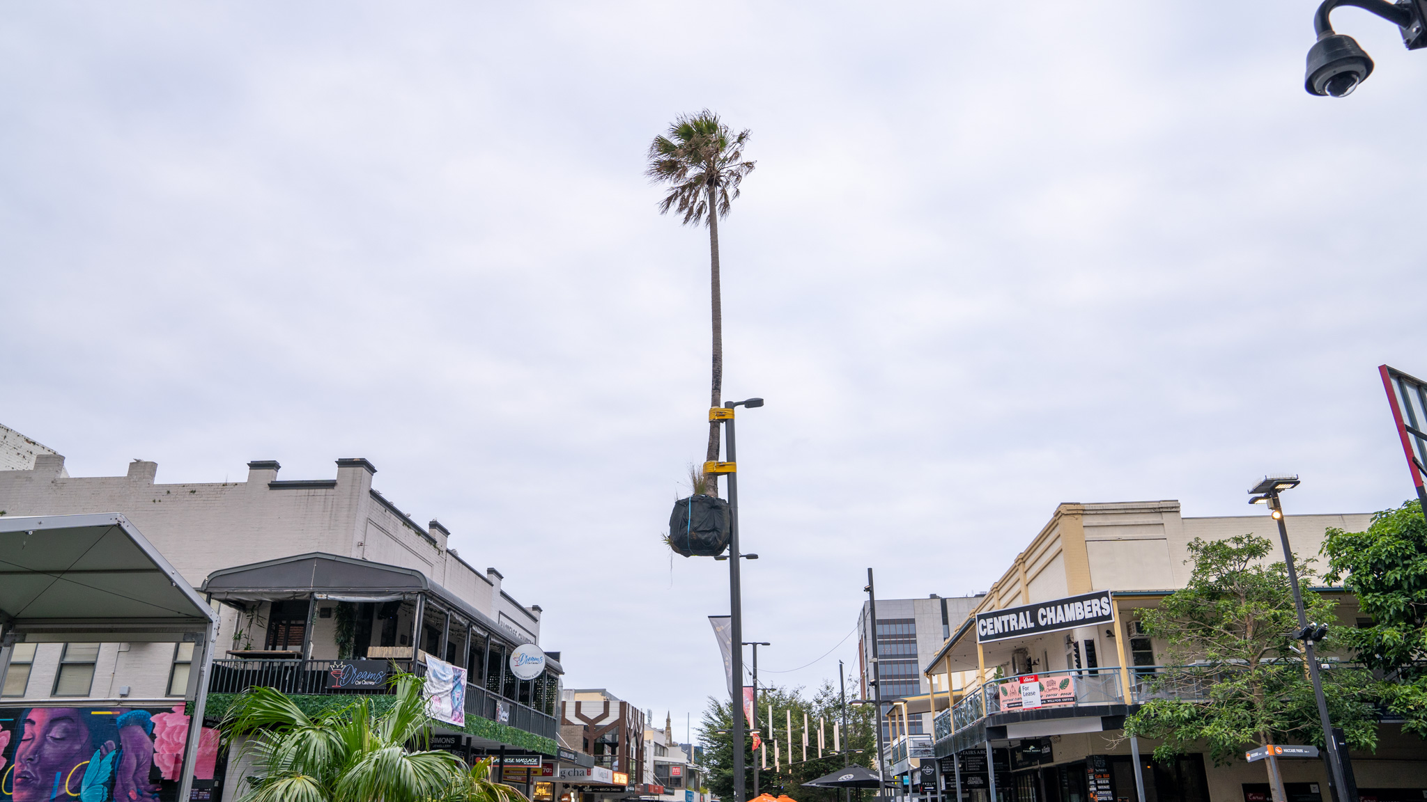 Wollongong marketing agency Branding elements - palm tree 2