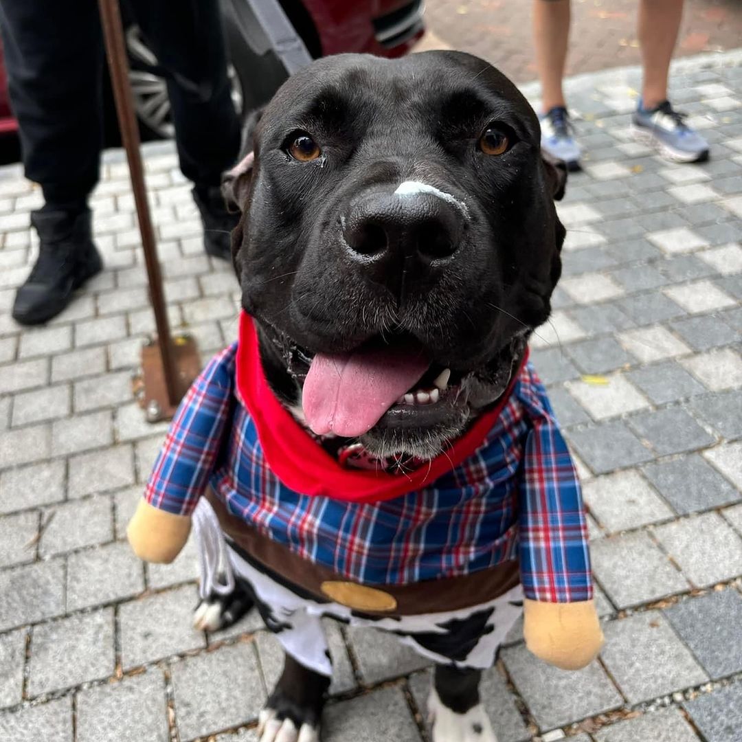 Wag-O-Ween 2025