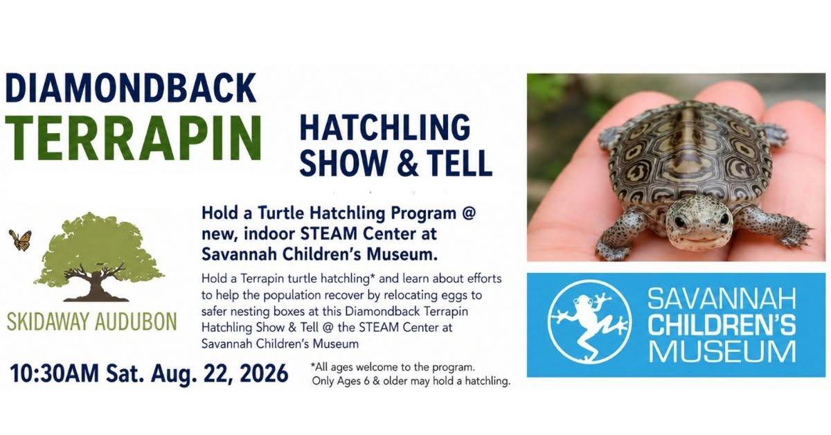 Diamond Terrapin Hatchling Show & Tell