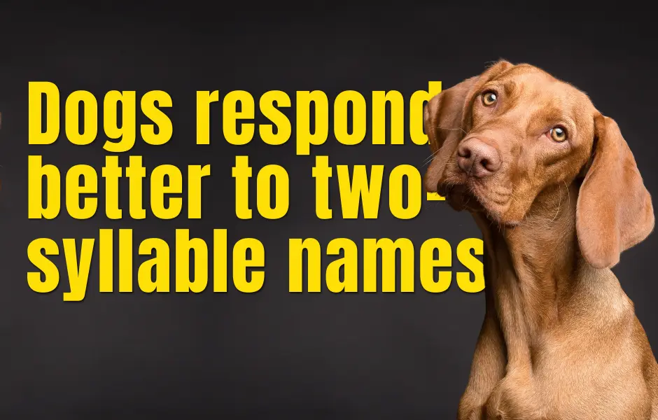 Dogs respond better to two-syllable names