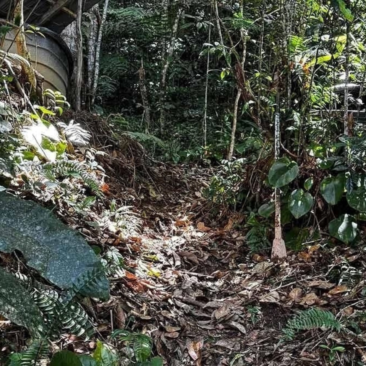 Man arrested in Cameron Highlands for allegedly burying baby born to stepsister