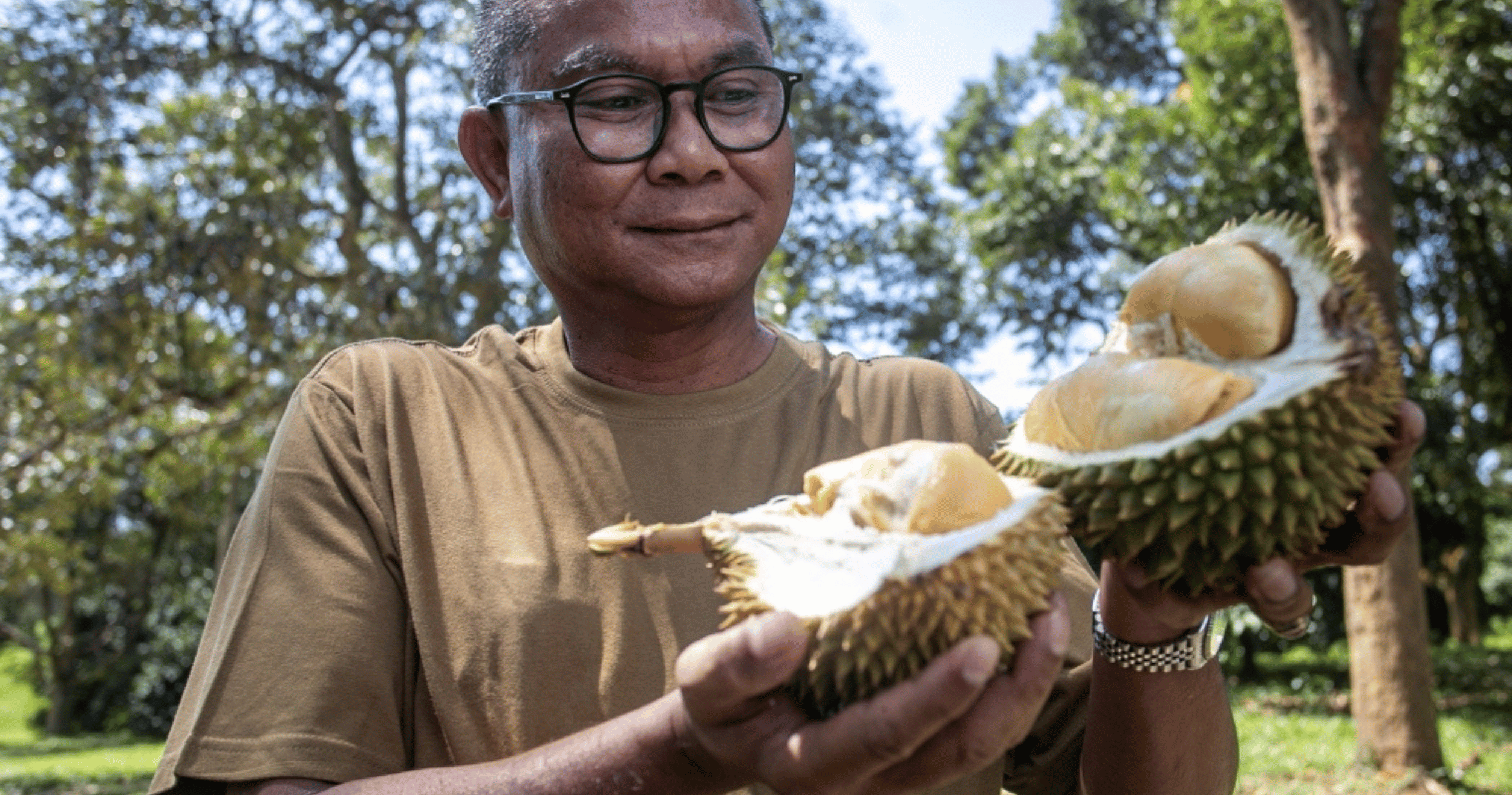 Three new durian varieties to be introduced within the next two years — courtesy of Mardi.