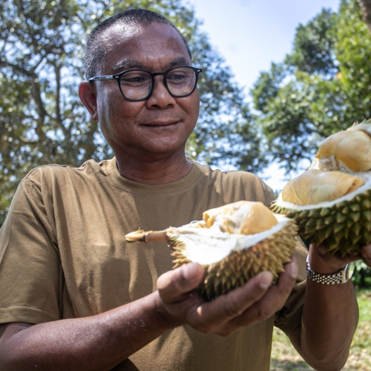 Three new durian varieties to be introduced within the next two years — courtesy of Mardi.