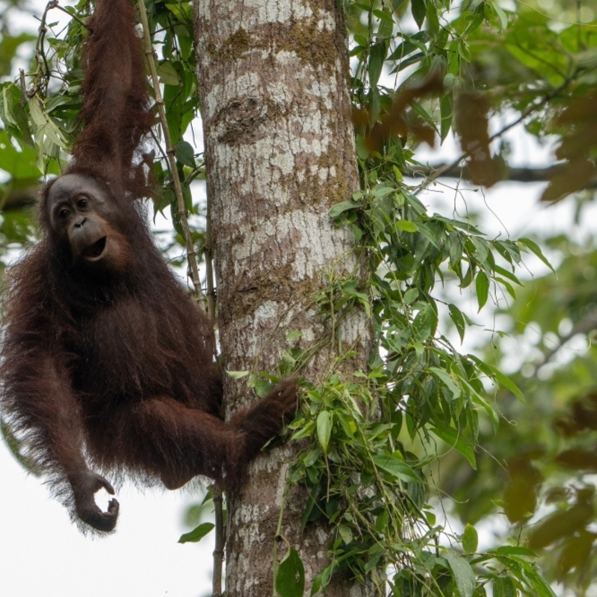 Museum Owner Fined RM300,000 for Illegal Possession of Wildlife Parts, Including Orangutan Skull and Elephant Tusks