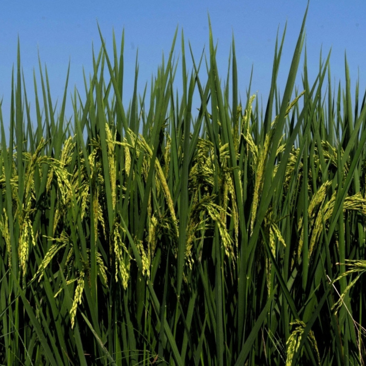 Agriculture Ministry announces RM160 per hectare ploughing incentive for padi farmers.