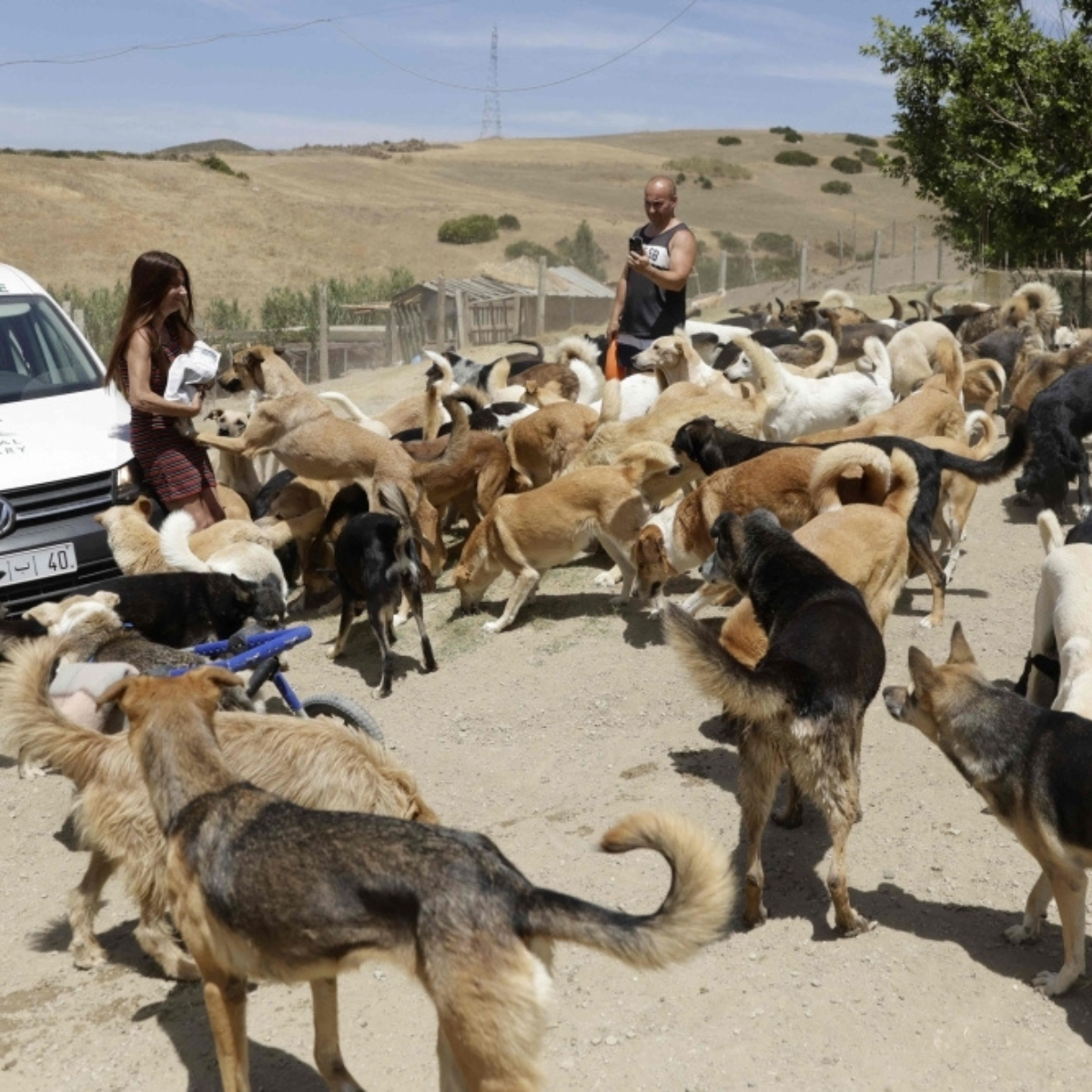 Morocco, 2030 World Cup Host, Criticised for Culling Stray Dogs Instead of Tagging Them