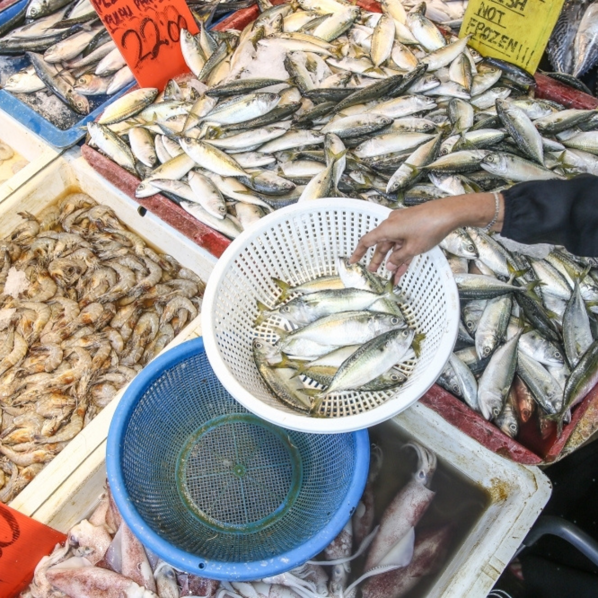 Negeri Sembilan Fisheries Dept Declares Port Dickson Fish and Prawns Safe, Issues Caution on Shellfish