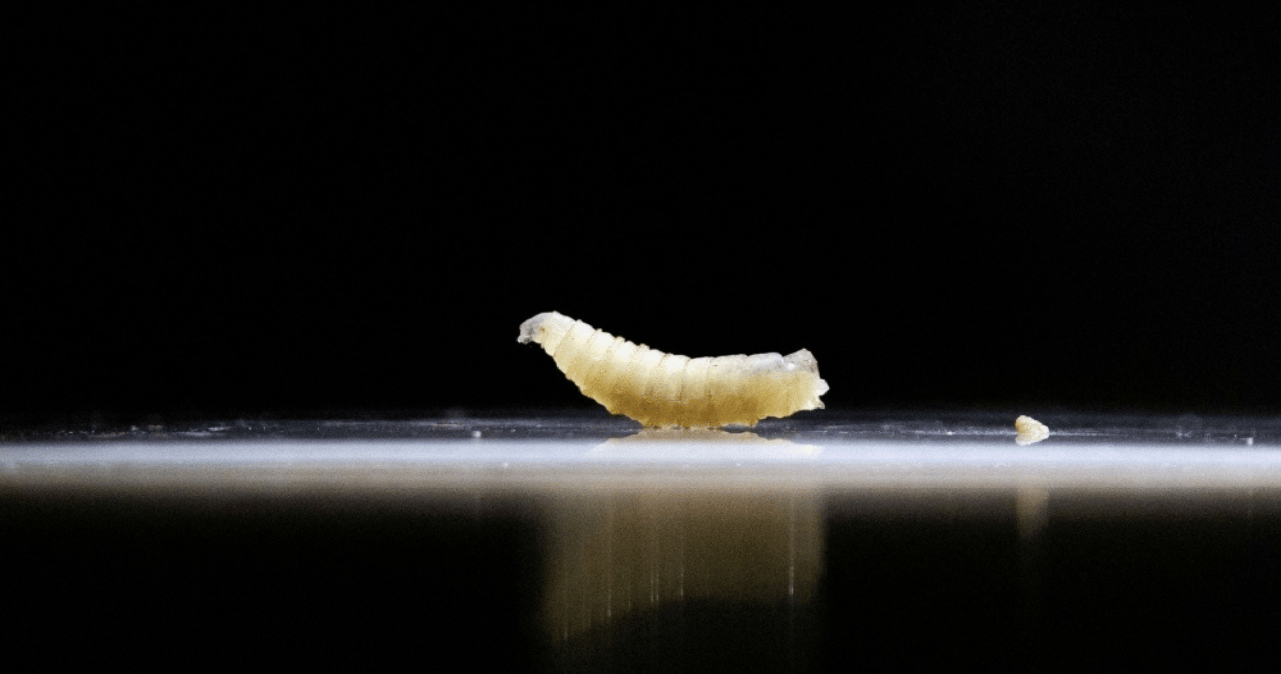 US identifies the first human case of the flesh-eating screwworm parasite in 2025, but livestock is currently safe.