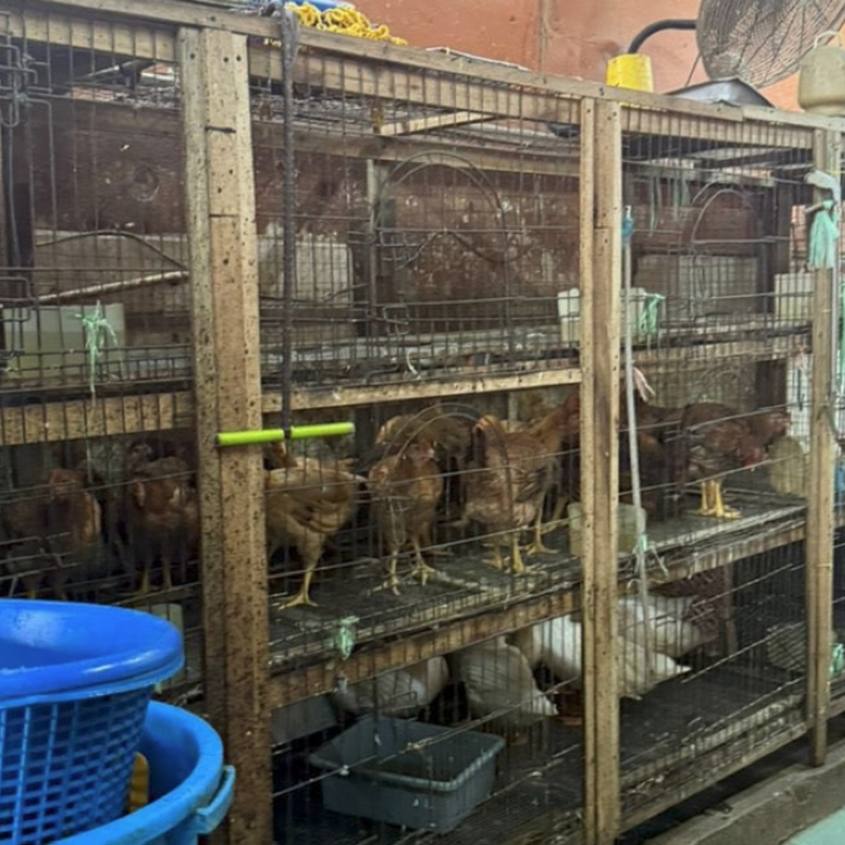 DBKL confiscates 99 chickens, 11 ducks from unhygienic Selayang shop after viral complaint