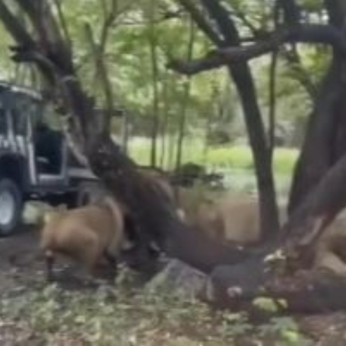 Lion kills zookeeper in front of visitors at Thai safari park