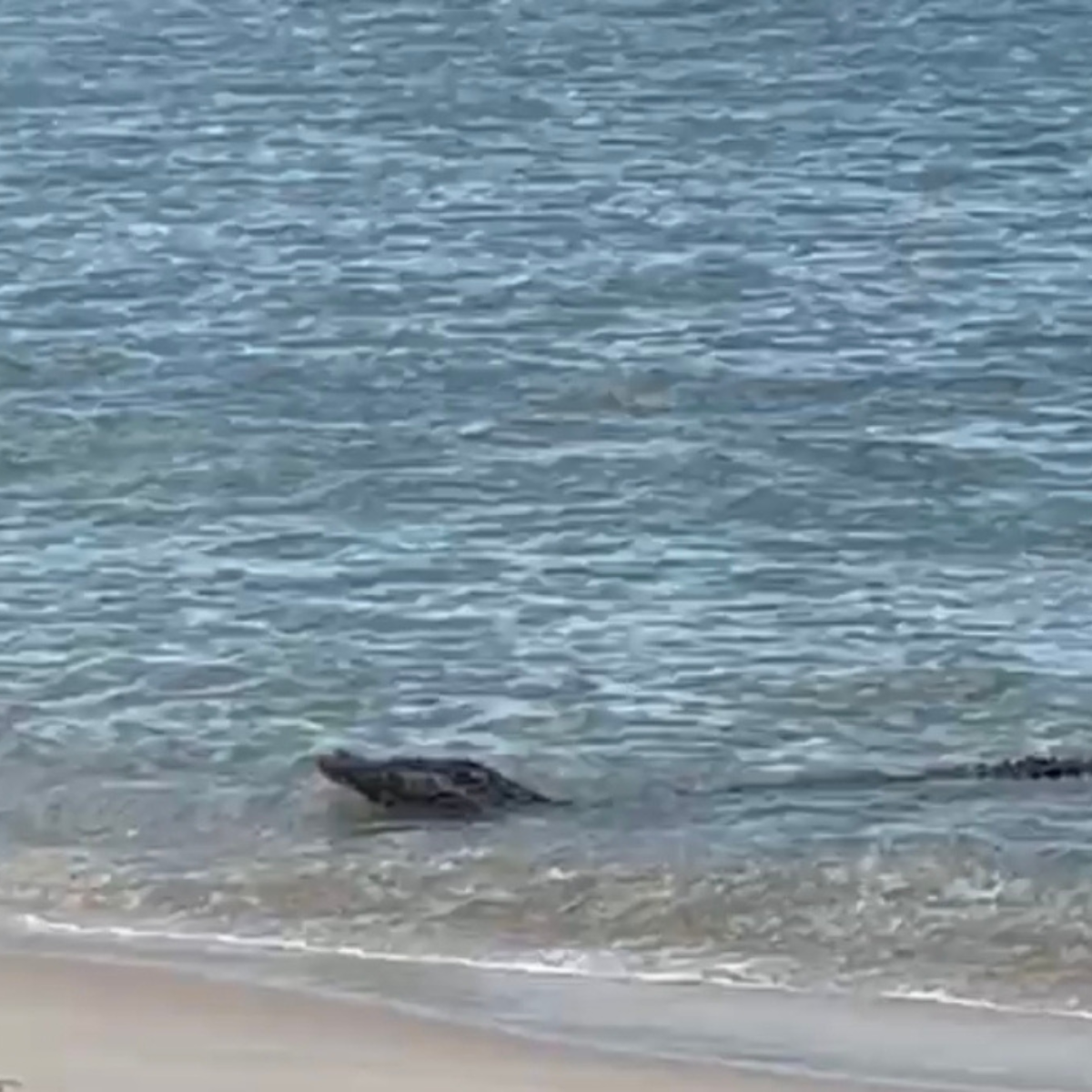 Crocodile Seized in Teluk Bahang Waters, Surrendered to Perhilitan