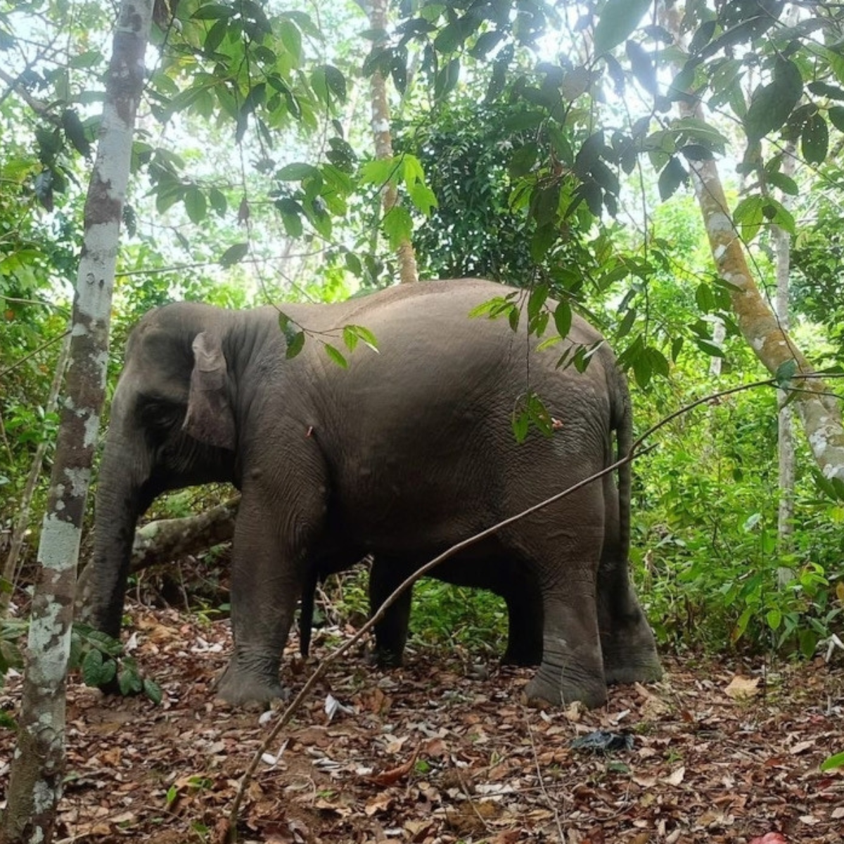 Johor Steps Up Measures as Human-Elephant Conflicts Reach Record Levels