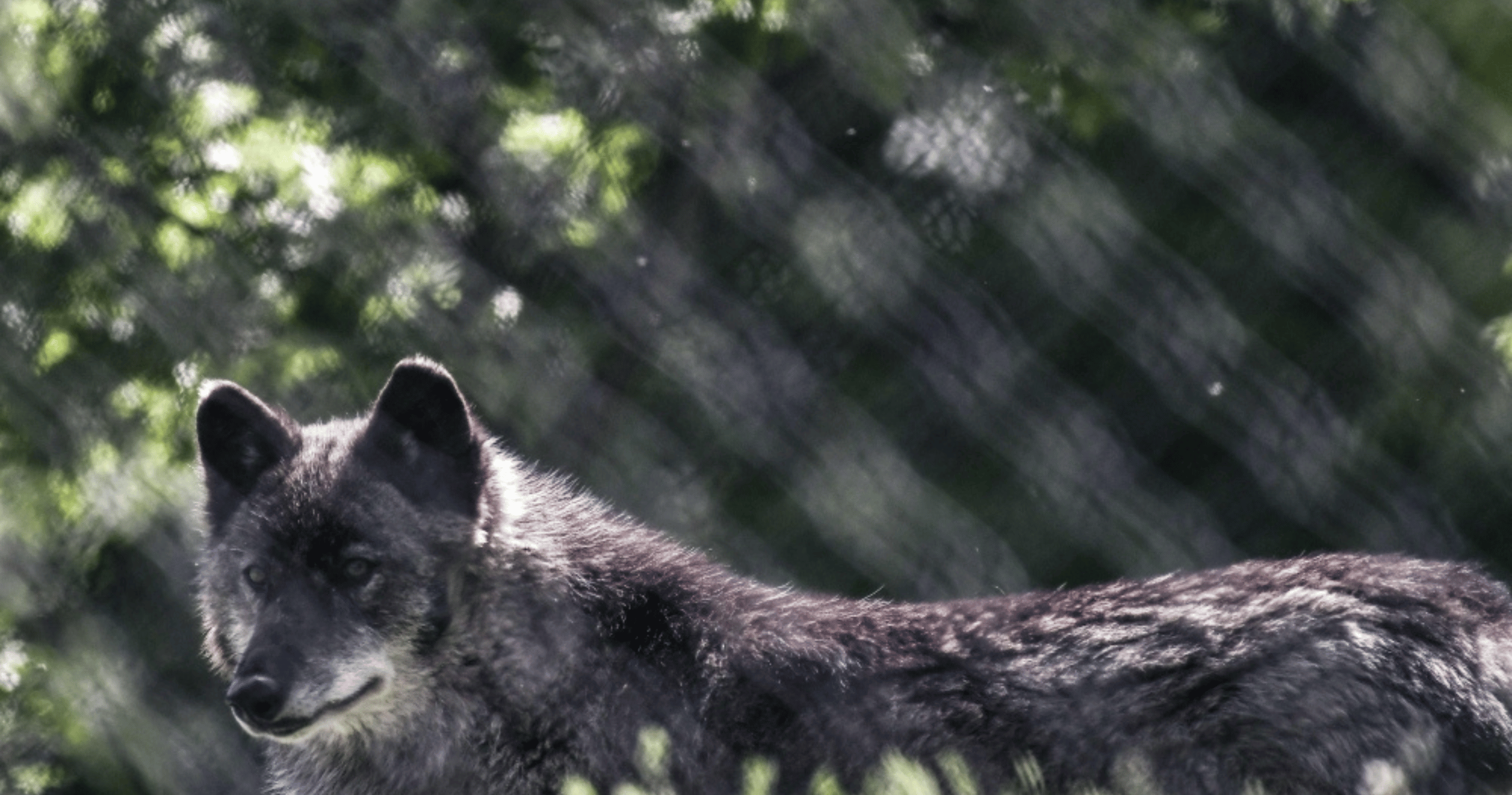 Greek hunters call for wolf culling rights after child attacked on beach