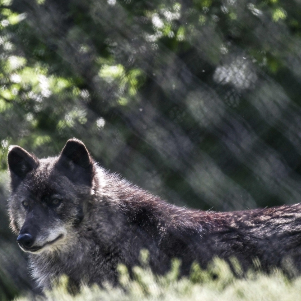 Greek hunters call for wolf culling rights after child attacked on beach