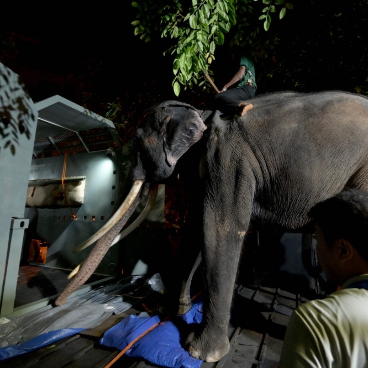 Thailand calls for investigation into alleged mistreatment of two gift elephants at Sri Lankan temples.