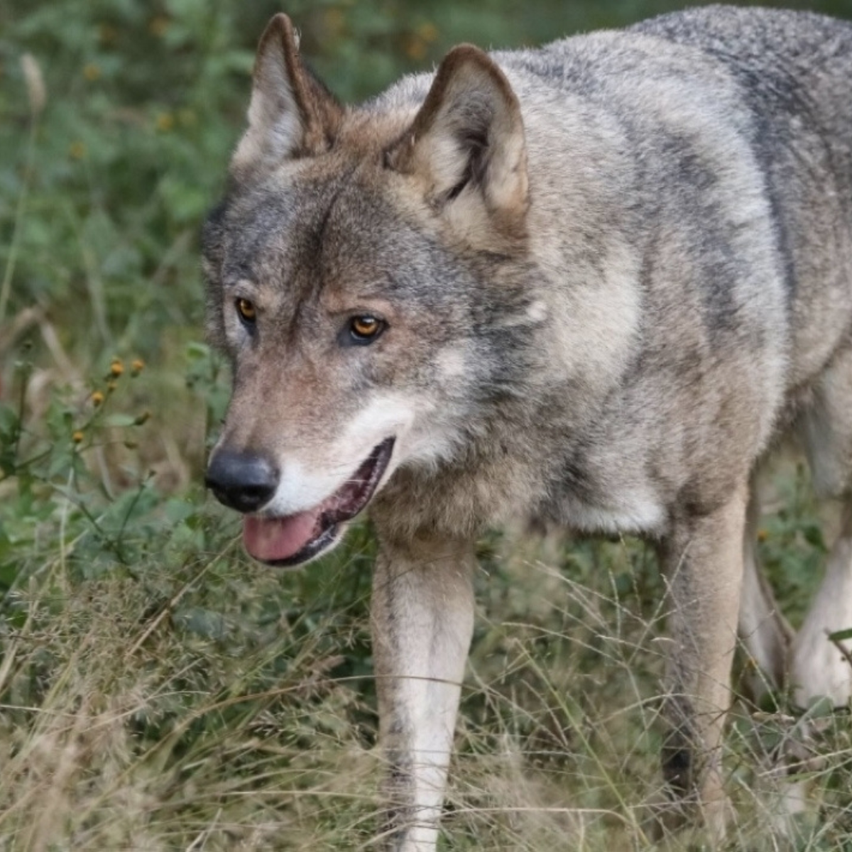 Wolf escapes at Tokyo zoo, causing visitors to flee