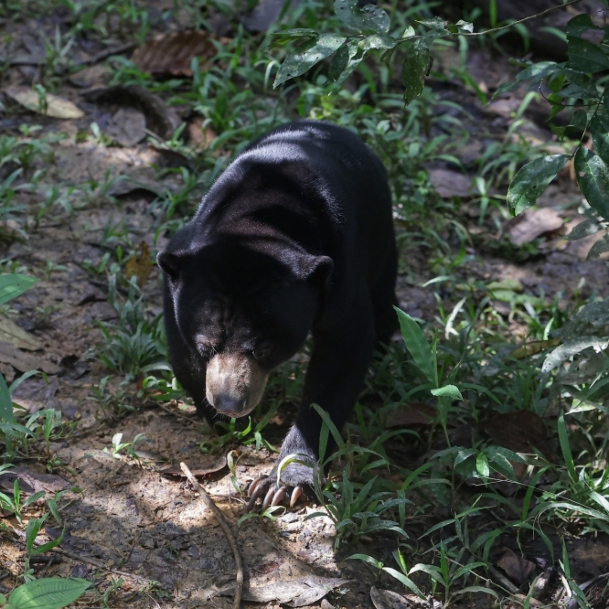 Villagers remain on high alert after a sun bear was spotted roaming a Dungun village, with sightings even reported within a school compound. ‘dirty’ conditions