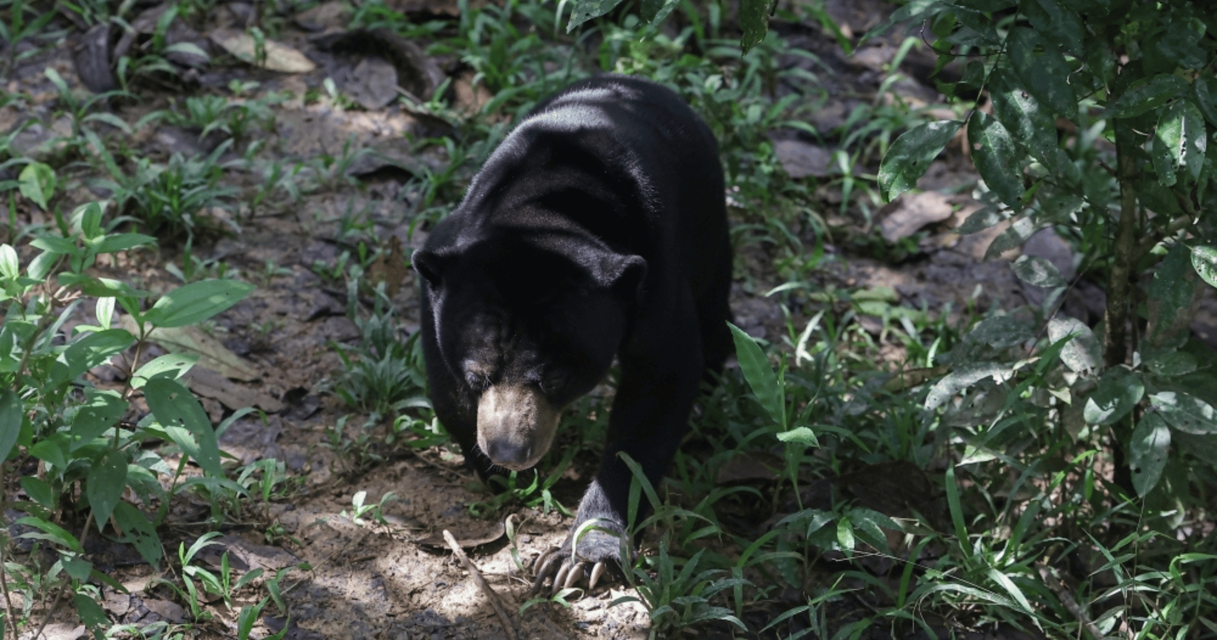 Villagers remain on high alert after a sun bear was spotted roaming a Dungun village, with sightings even reported within a school compound. ‘dirty’ conditions