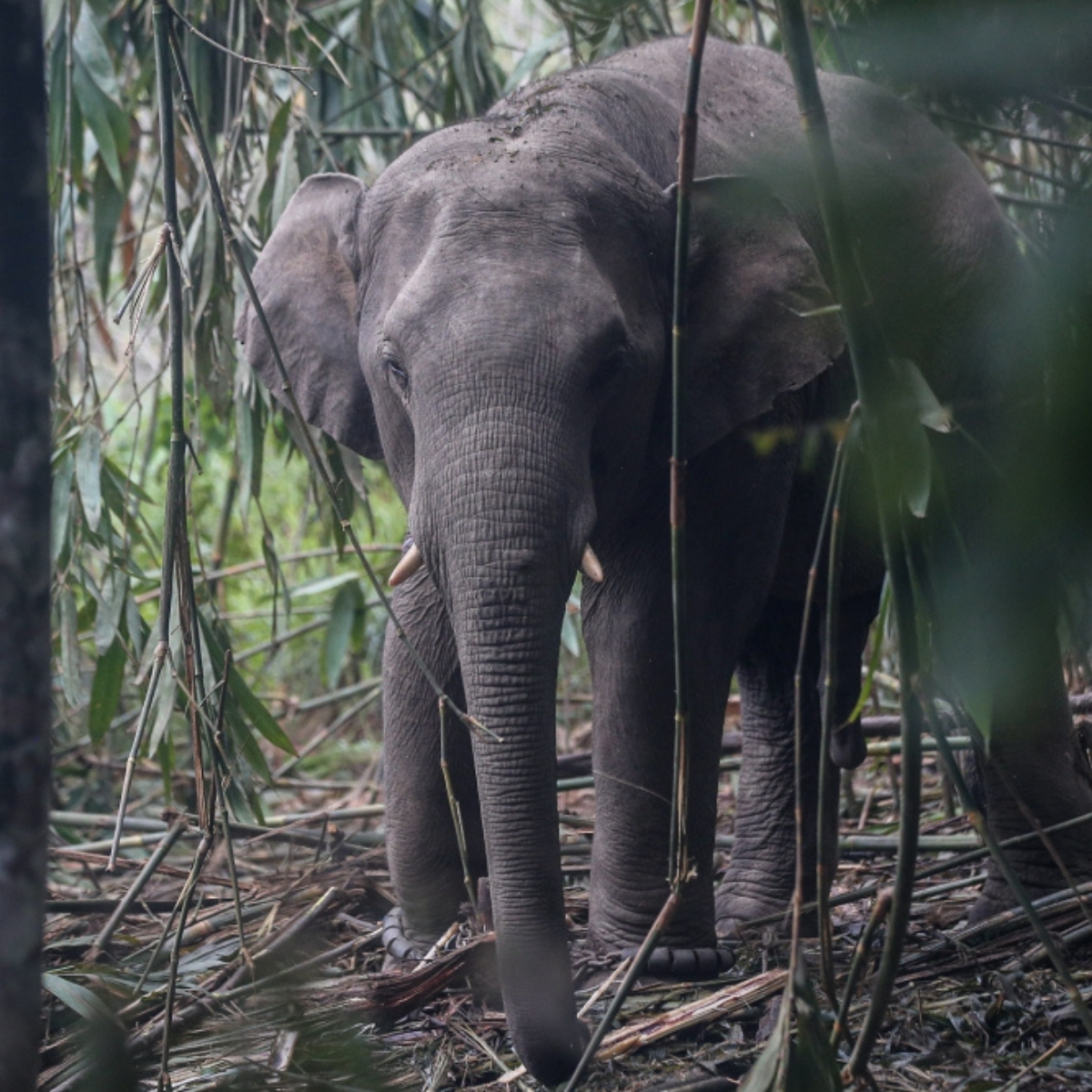 Three Beloved Taiping Zoo Elephants Begin New Chapter in Osaka, Perak Pledges Close Monitoring