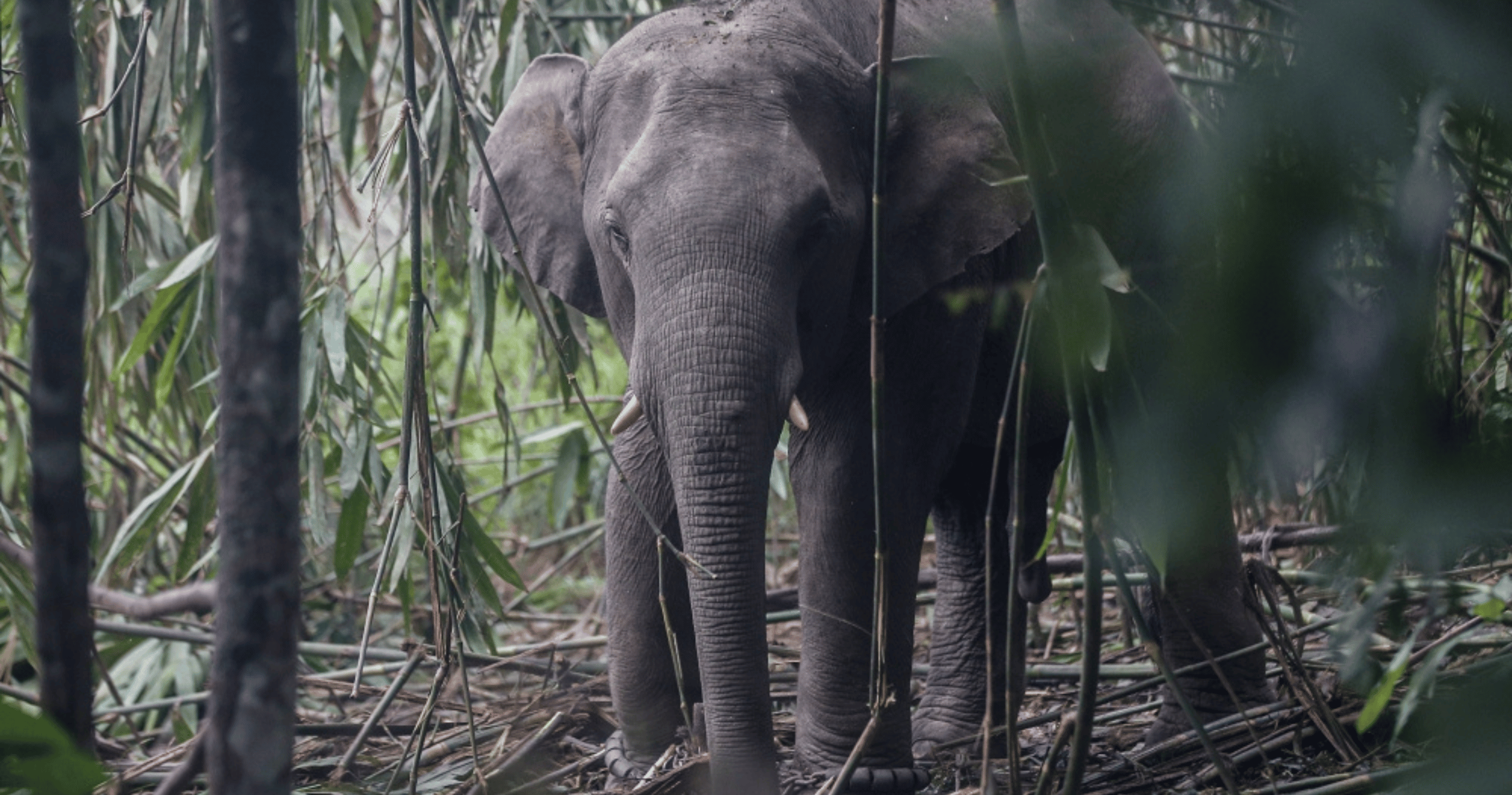 Three Beloved Taiping Zoo Elephants Begin New Chapter in Osaka, Perak Pledges Close Monitoring
