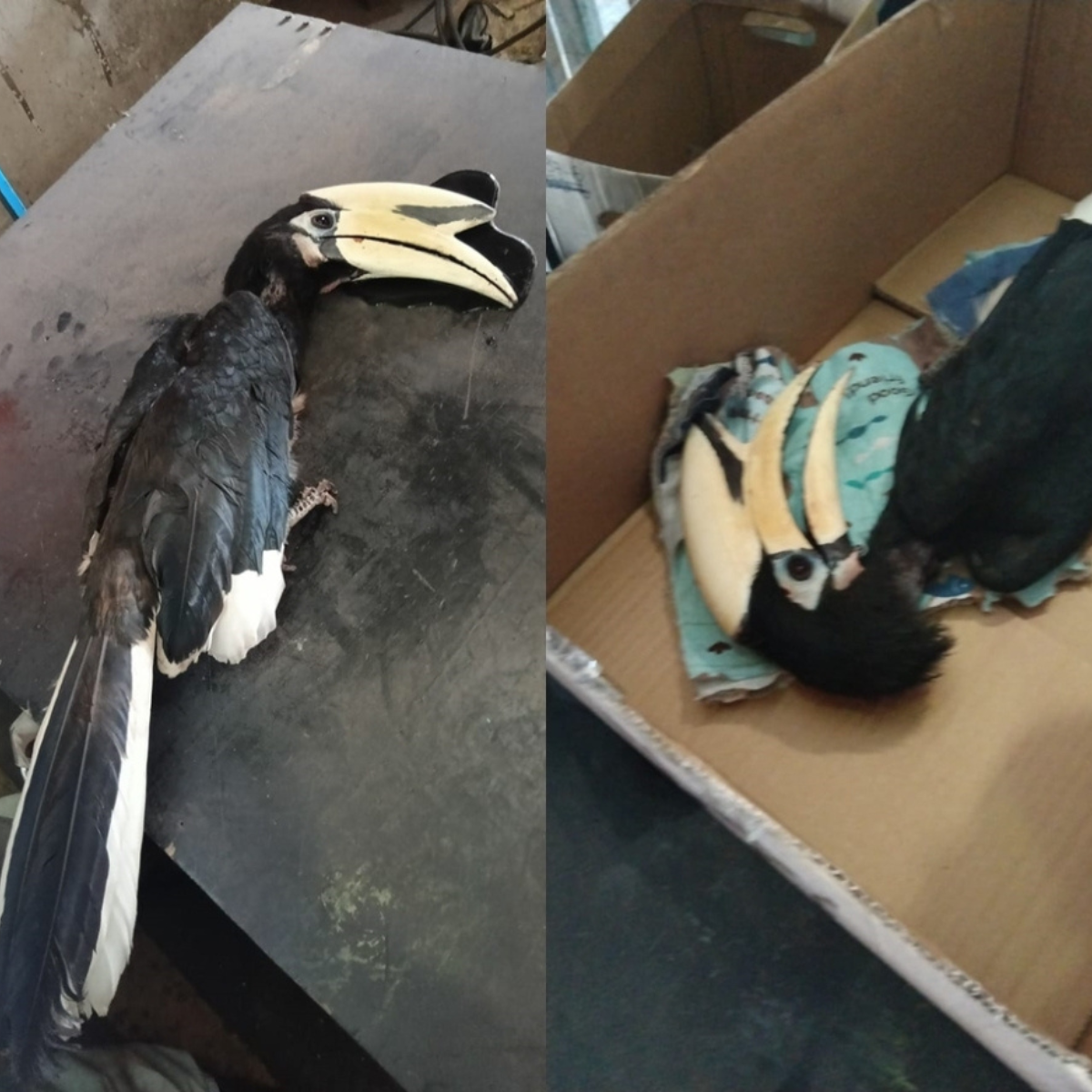 A hornbill slammed into a building as bush fire haze engulfed Miri, prompting firefighters to rush in and rescue the protected species.