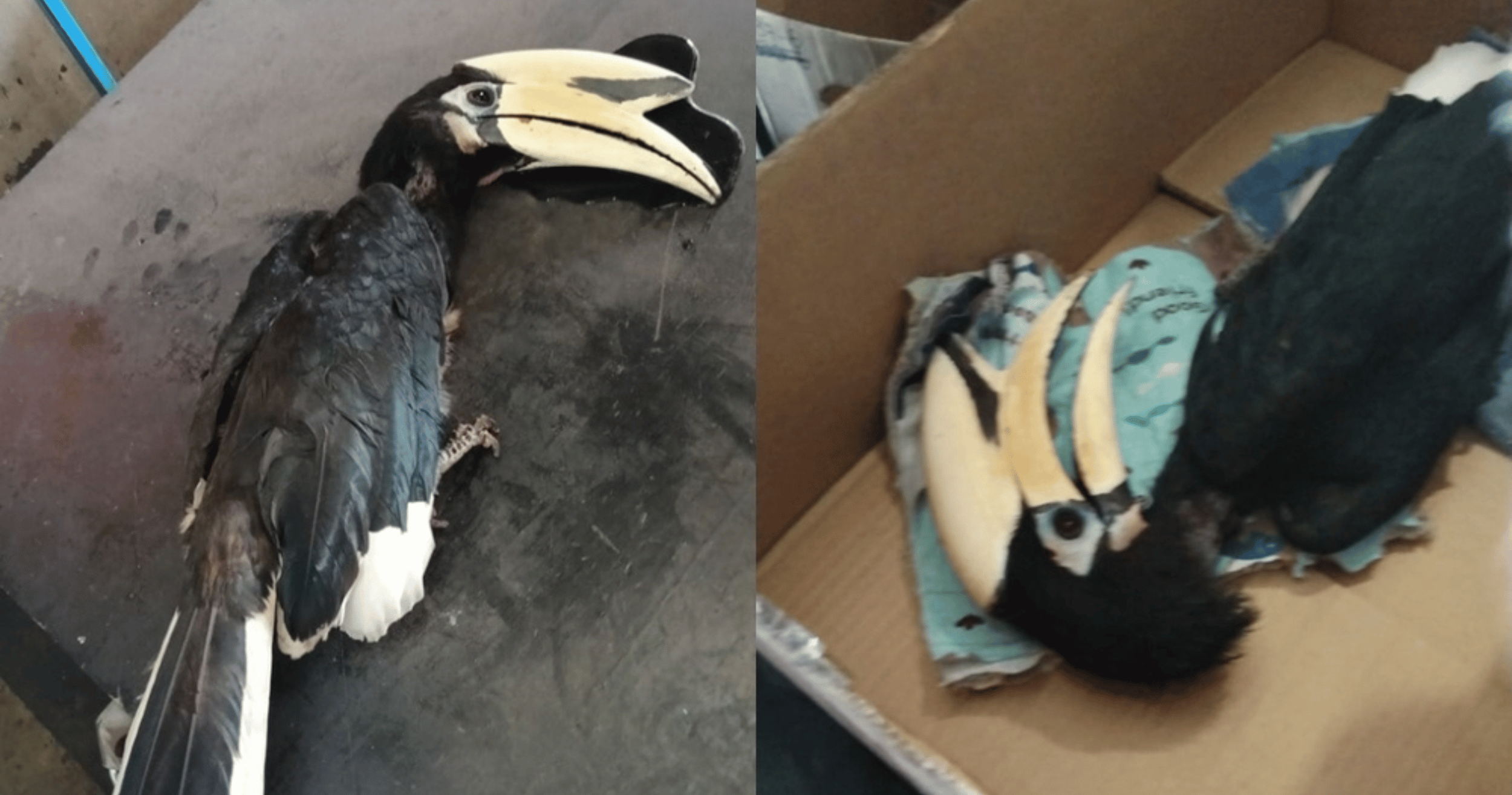 A hornbill slammed into a building as bush fire haze engulfed Miri, prompting firefighters to rush in and rescue the protected species.